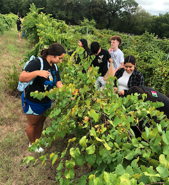 students picking muscadines