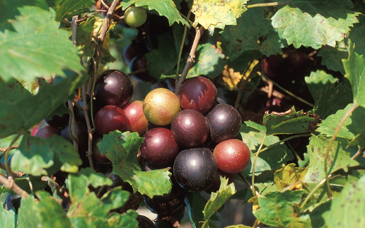 muscadine grapes