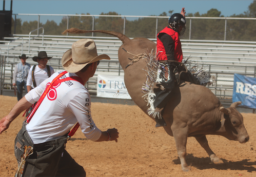 bullriding