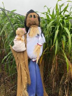 scarecrow winner