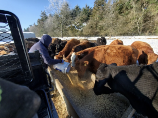 feeding cattle