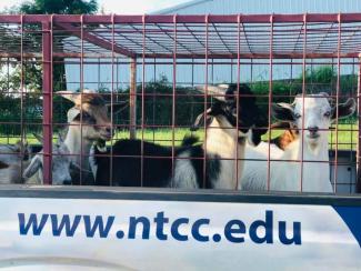 goats off to market