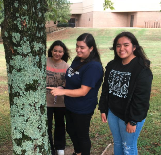 students looking at tree moss