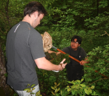 collecting larvae