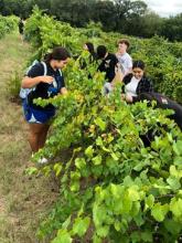 students picking grapes