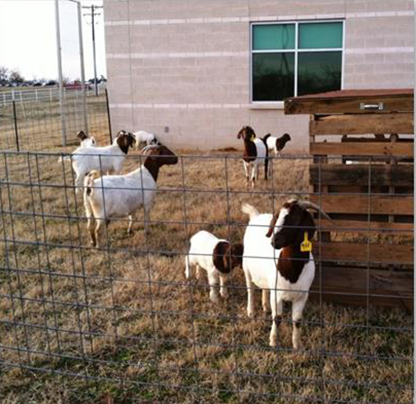 NTCC /uploads/2014/02/goats.jpg